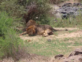 Lion sighting on a Hoedspruit Tours and Transfers Package Tour
