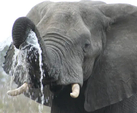 Elephant in Kruger National Park