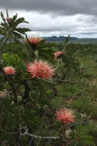 Proteas on the Panorama Route