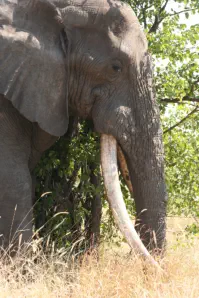 Big 5 Safari in the Kruger National Park