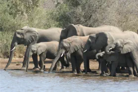 Kruger National Park Big 5 Safaris