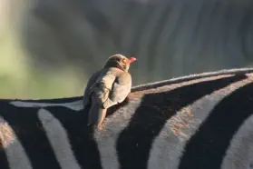 Travel Packages to Kruger National Park