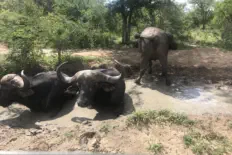 Buffalo at Sunset Game Lodge Great Kruger Conservancy Guernsey