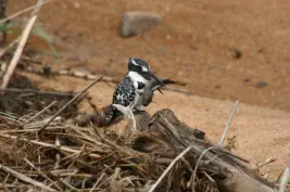 Guided package of the Kruger National Park